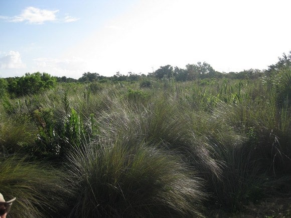 Spartina bakeri
