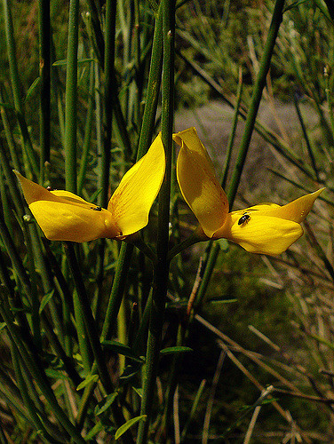 Spartier à tiges de jonc (Spartium junceum)