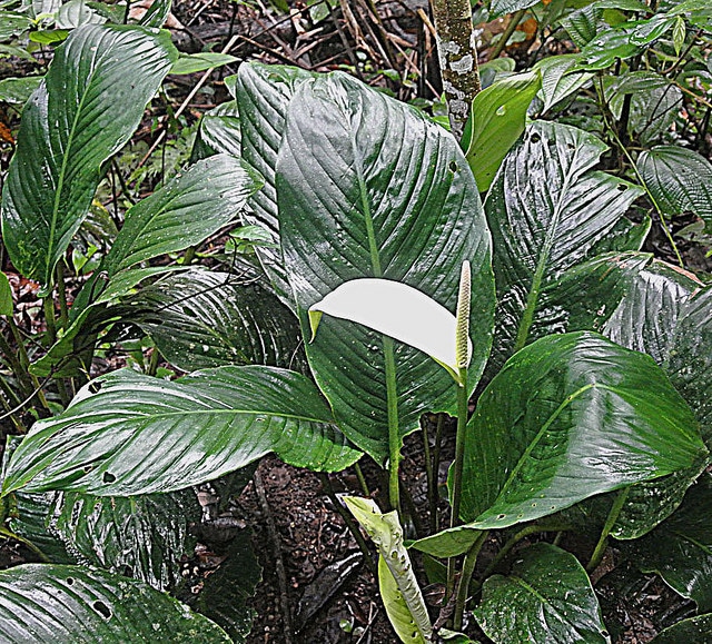 Spathiphyllum cannifolium