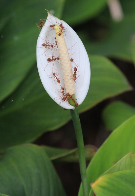 Spathiphyllum cannifolium