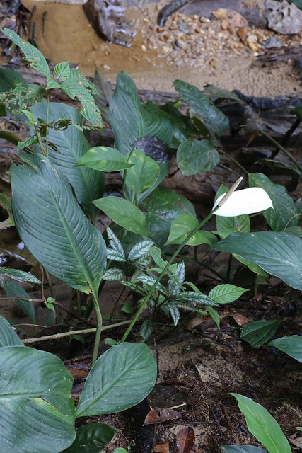 Spathiphyllum cannifolium