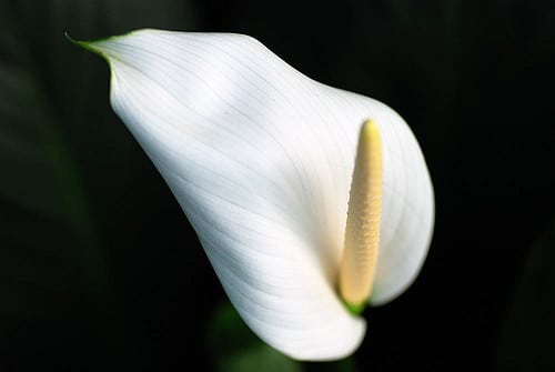 Spathiphyllum cannifolium (Spathiphyllum cannifolium)