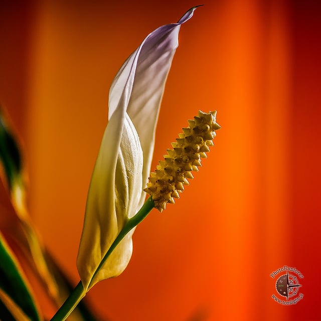 Spathiphyllum cochlearispathum