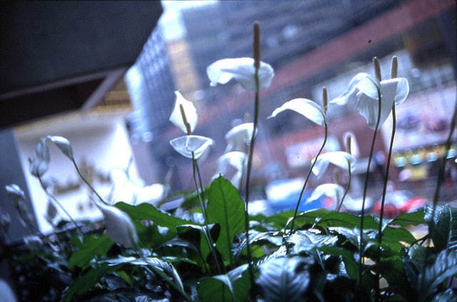 Spathiphyllum cochlearispathum