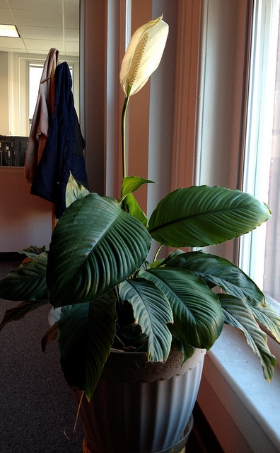 Spathiphyllum cochlearispathum