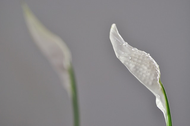 Spathiphyllum cochlearispathum (Spathiphyllum cochlearispathum)