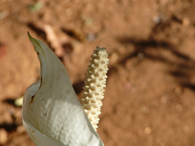Spathiphylle de wallis