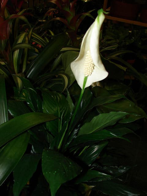 Spathiphylle de wallis