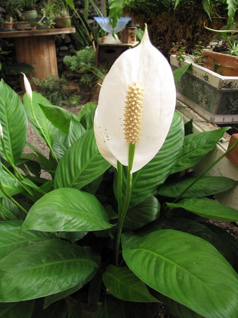 Spathiphylle de wallis