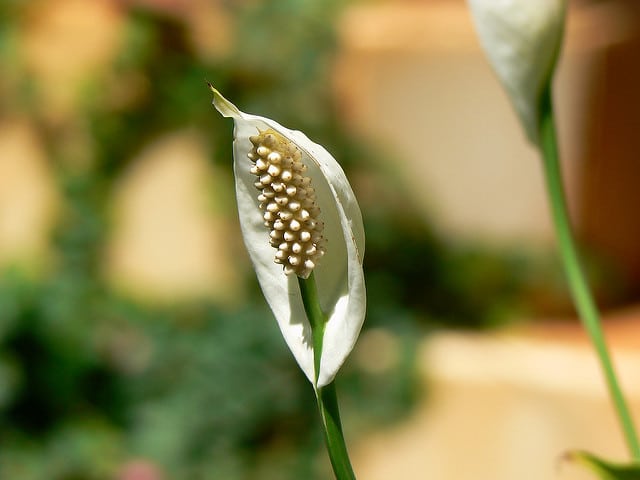 Spathiphylle de wallis