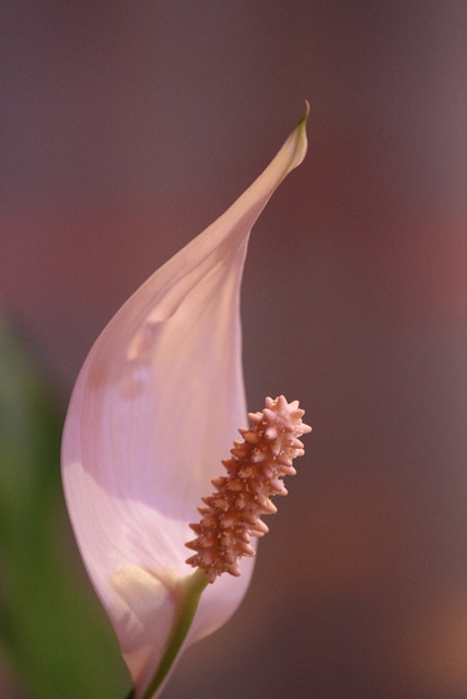 Spathiphylle de wallis