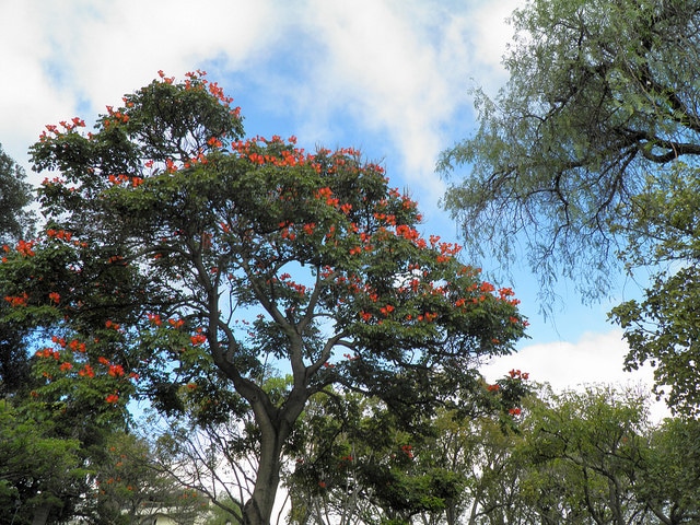 Tulipier du gabon