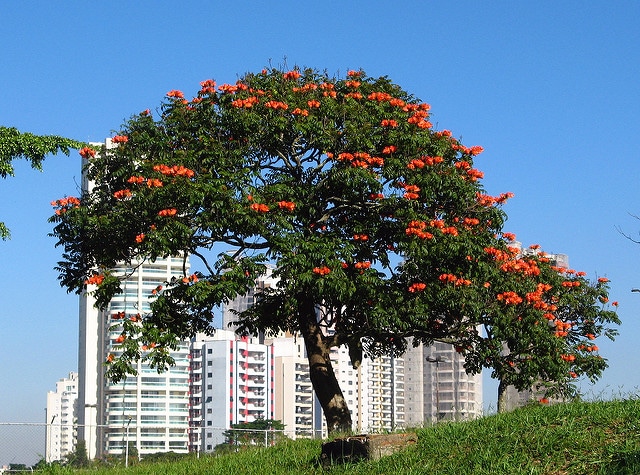 Tulipier du gabon