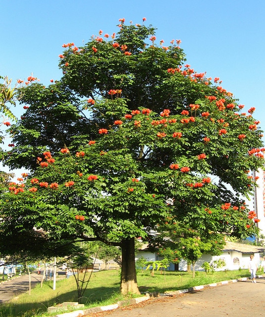 Tulipier du gabon