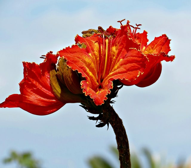 Tulipier du gabon