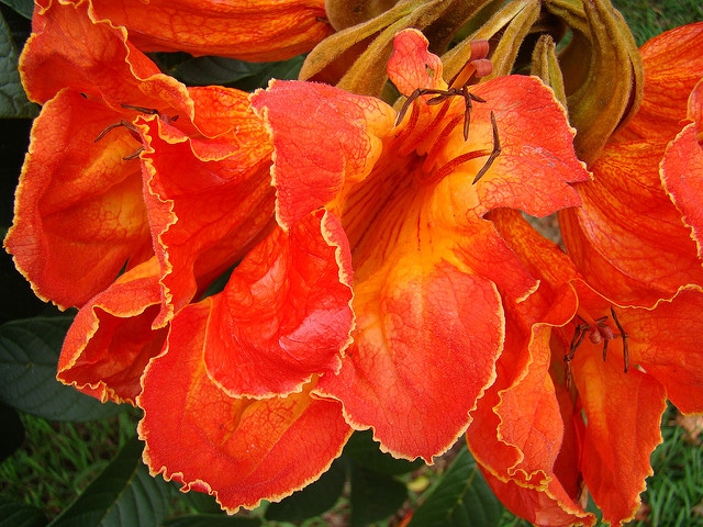 Tulipier du gabon