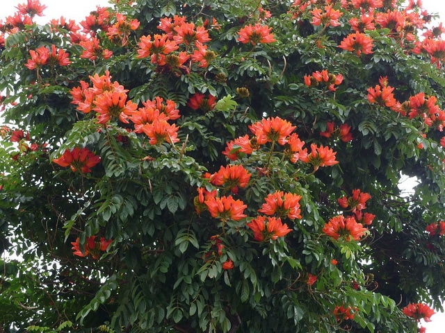 Tulipier du gabon (Spathodea campanulata)