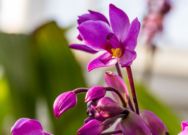Spathoglottis plicata