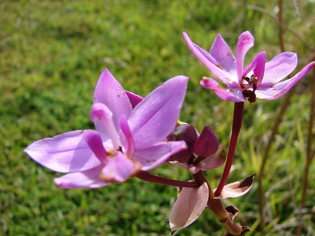 Spathoglottis plicata