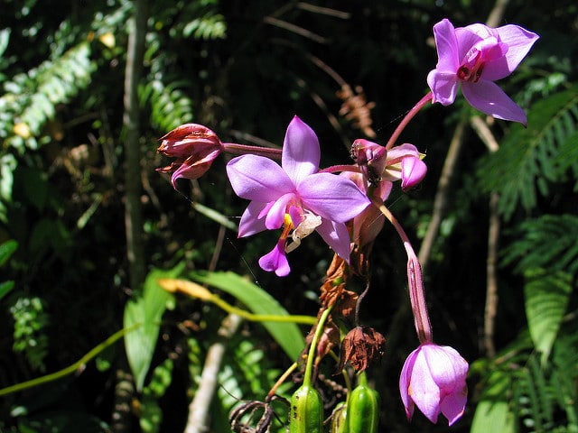 Spathoglottis plicata