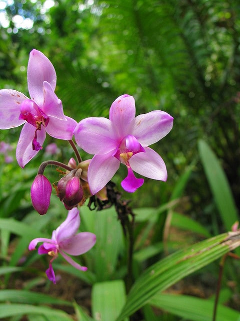 Spathoglottis plicata