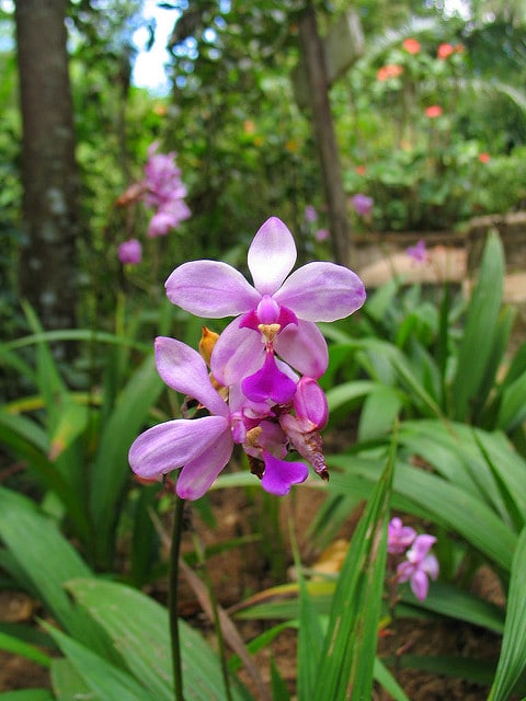 Spathoglottis plicata