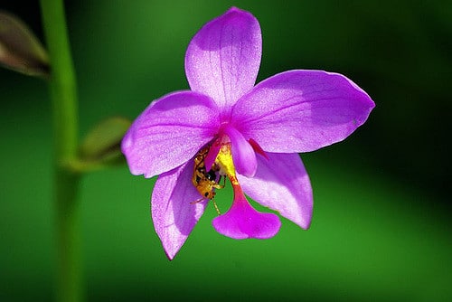 Spathoglottis plicata (Spathoglottis plicata)