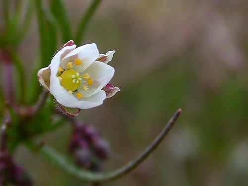 Spargoute des champs (Spergula arvensis)