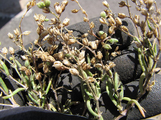 Spergulaire du sel (Spergularia marina)