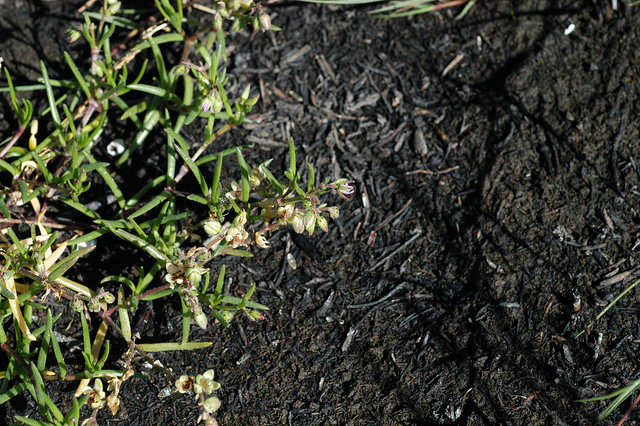 Spergulaire marginée (Spergularia media)