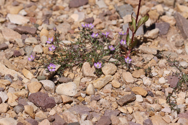 Spergulaire rouge (Spergularia rubra)
