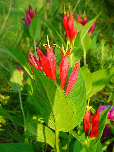 Spigelia marilandica