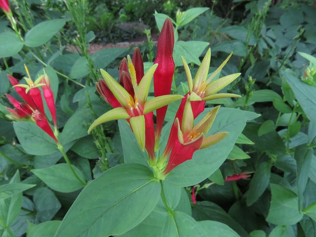 Spigelia marilandica