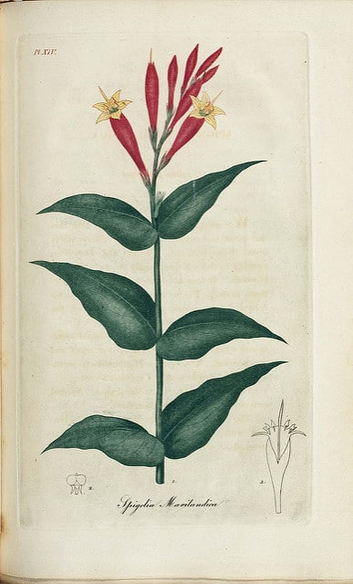 Spigelia marilandica