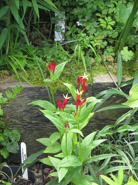 Spigelia marilandica