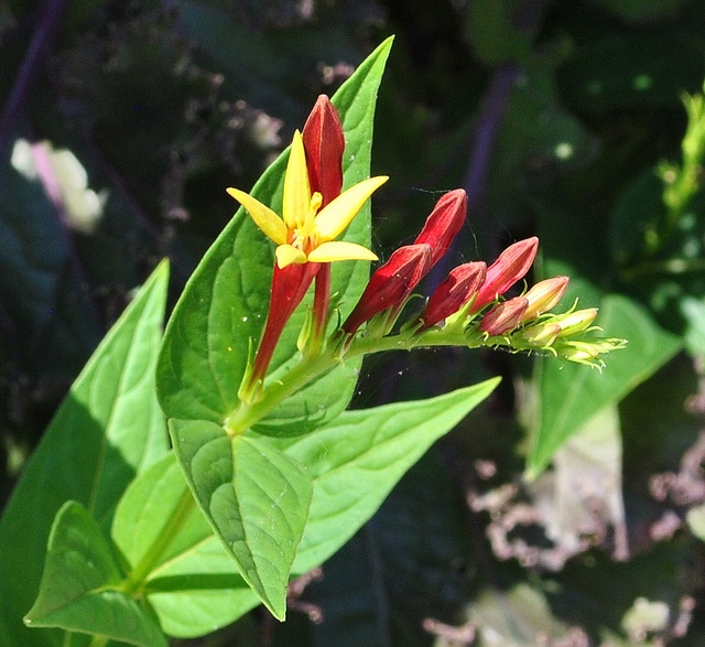 Spigelia marilandica