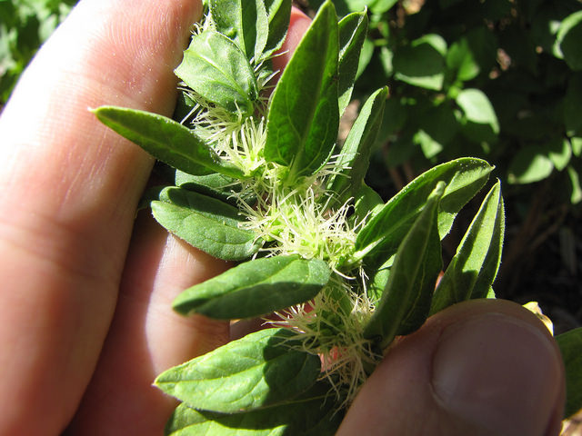 Épinard (Spinacia oleracea)