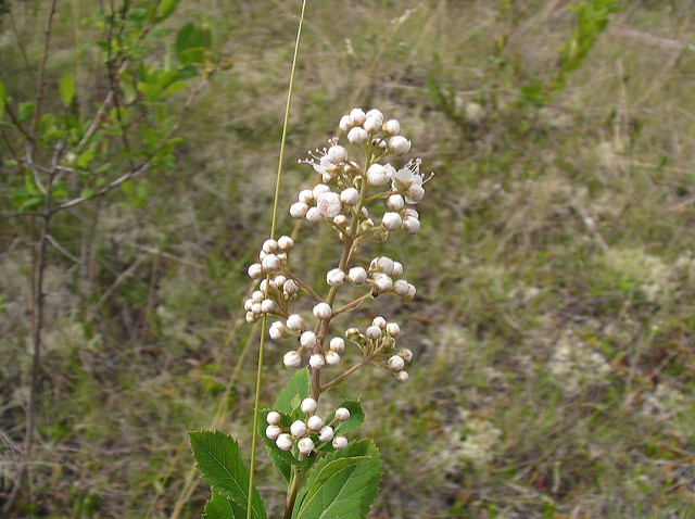 Spirée blanche