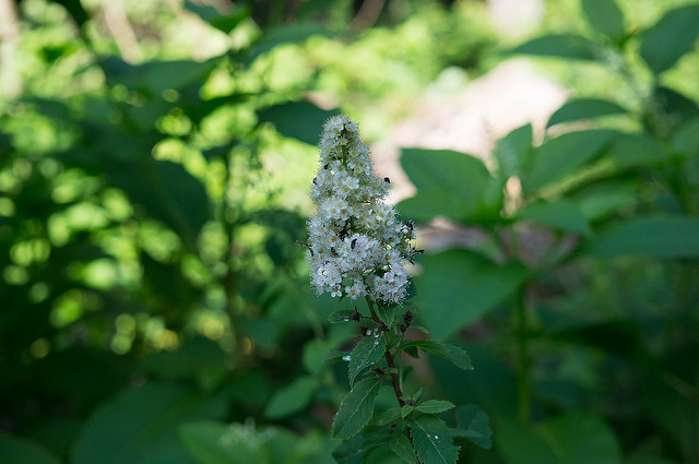 Spirée blanche (Spiraea alba)