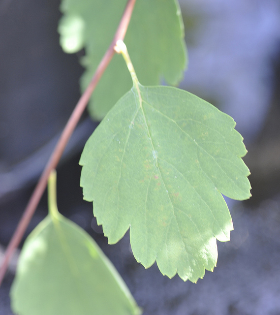 Spirée à feuilles de bouleau