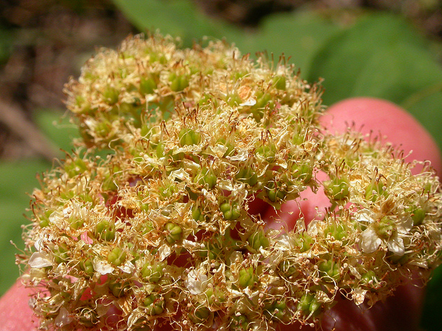 Spirée à feuilles de bouleau
