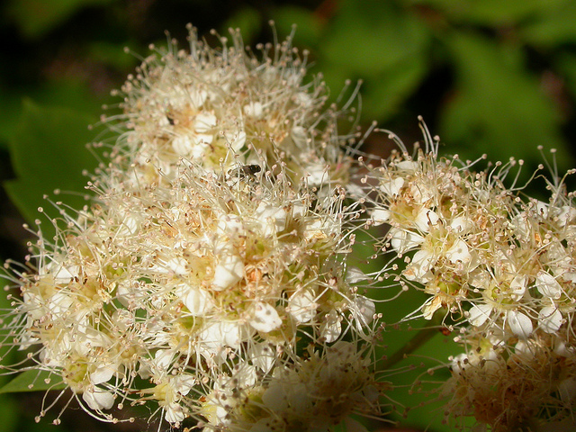 Spirée à feuilles de bouleau