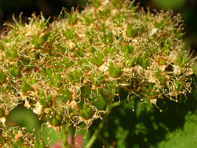 Spirée à feuilles de bouleau