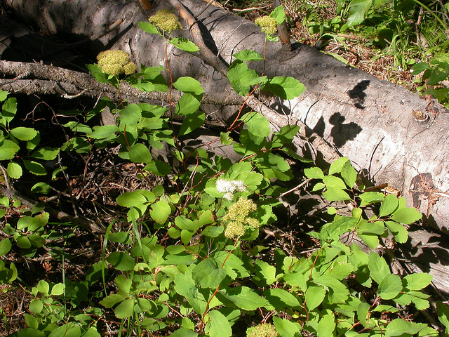 Spirée à feuilles de bouleau