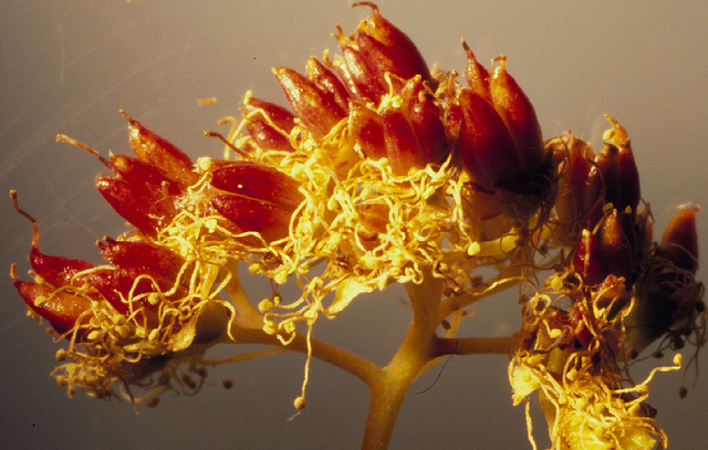 Spirée à feuilles de bouleau (Spiraea betulifolia)