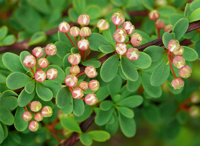 Spiraea canescens