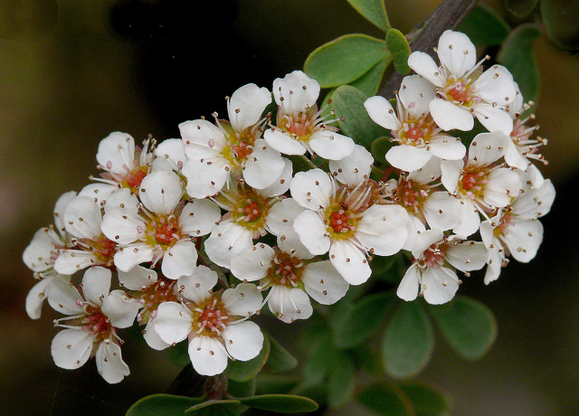 Spiraea canescens