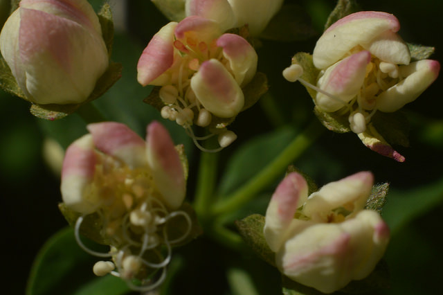 Spiraea chamaedryfolia