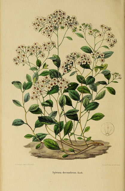 Spirée retombante (Spiraea decumbens)