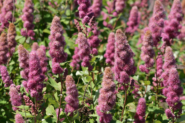 Spirée de douglas (Spiraea douglasii)